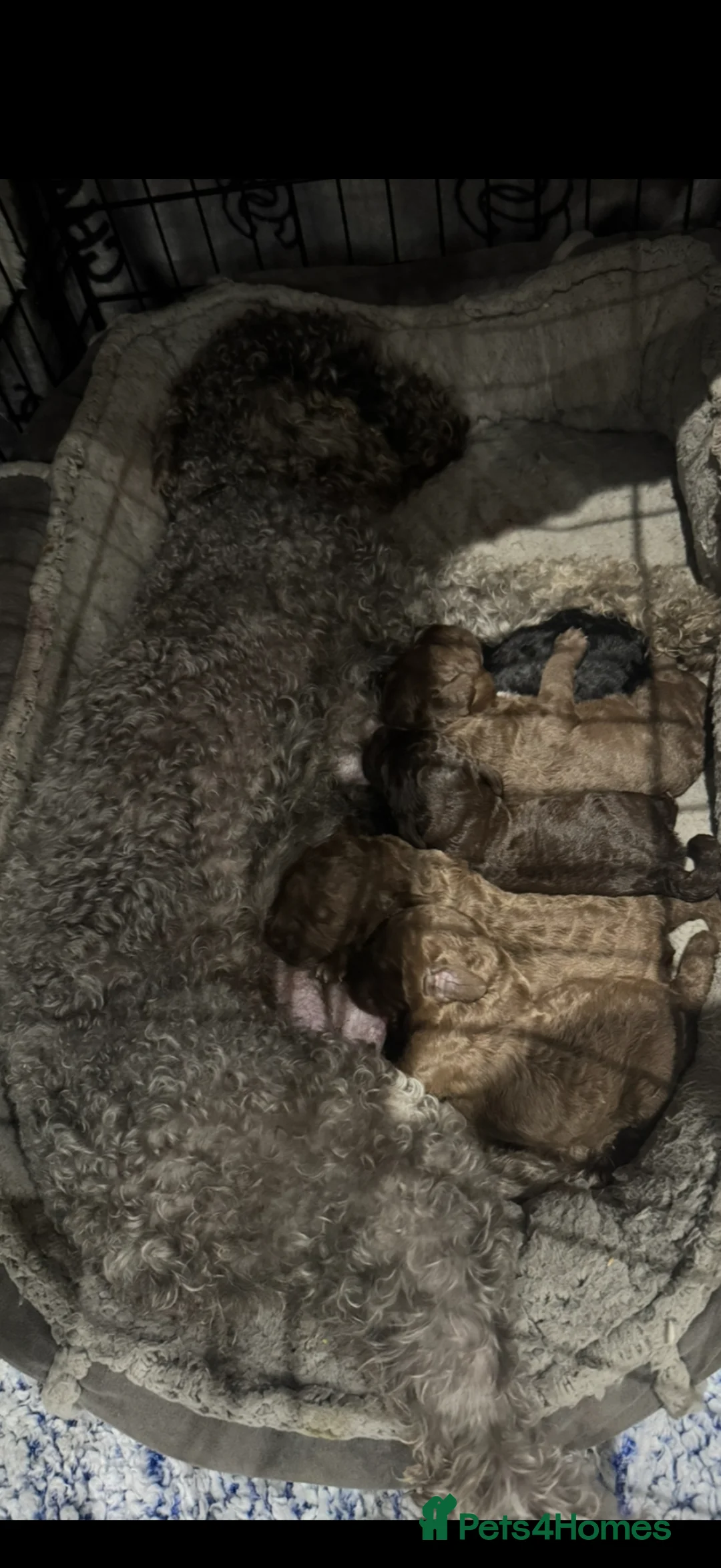 Bedlington Terrier dogs for sale: KC Registered Bedlington Terrier Pups  - Advert 1