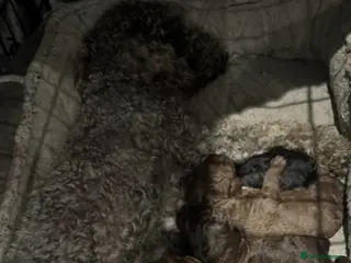 Bedlington Terrier dogs KC Registered Bedlington Terrier Pups - Advert 2