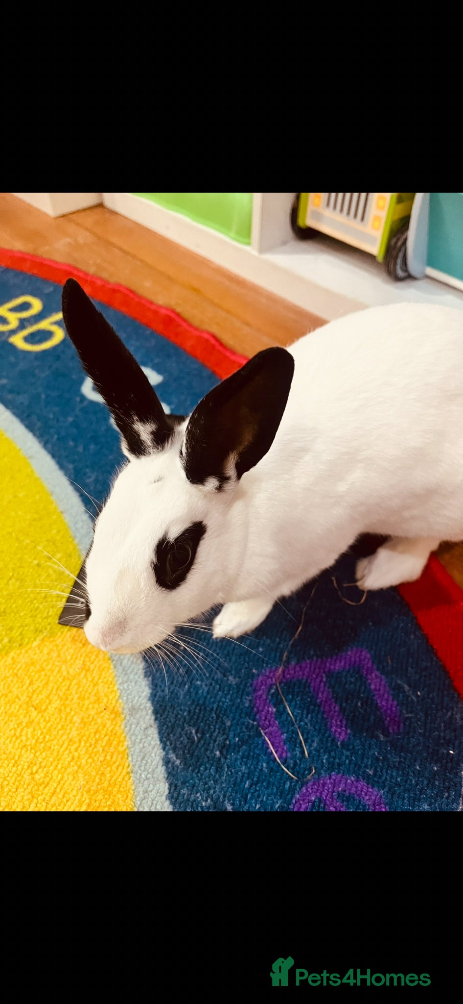 Mixed Breed rabbits Beautiful 2 year old female rabbit for rehoming  - Advert 1