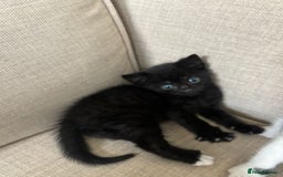 Domestic Shorthair cats for sale: Kittens  - Image 5