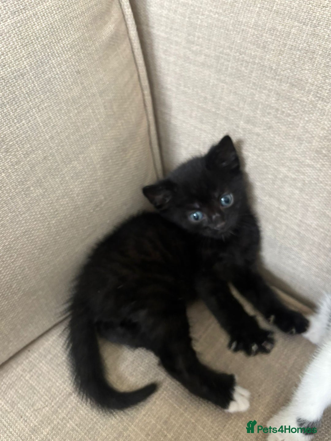 Domestic Shorthair cats for sale: Kittens  - Image 5