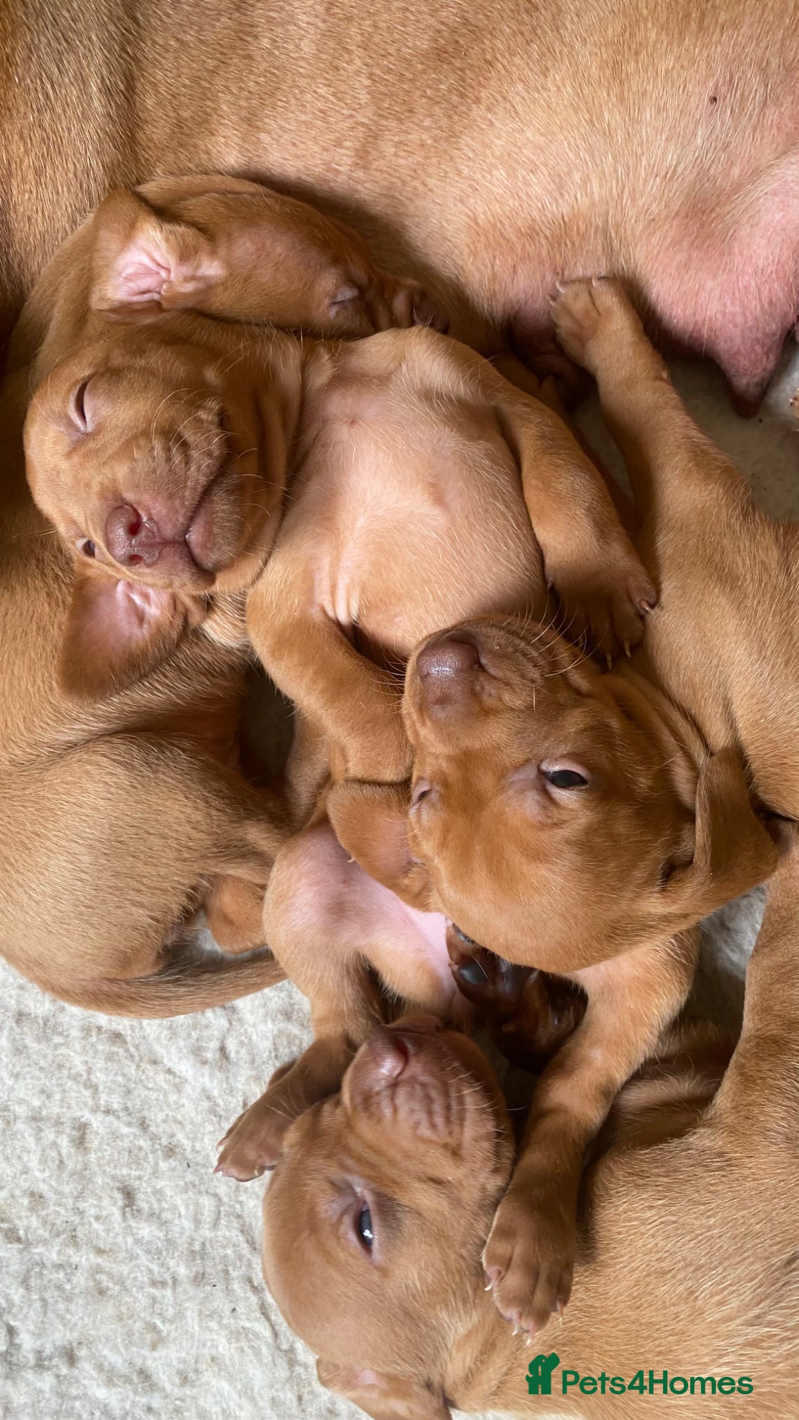 Hungarian Vizsla dogs KC Reg HV Pups, COI 1.3% ,Hip Scored For Sale - Advert 1