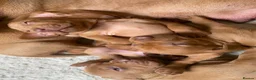 Hungarian Vizsla dogs for sale: KC Reg HV Pups, COI 1.3% ,Hip Scored For Sale - Advert 12