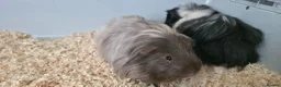 Guinea Pig rodents for sale: 2 stunning guinea pigs (with cage) - Advert 4