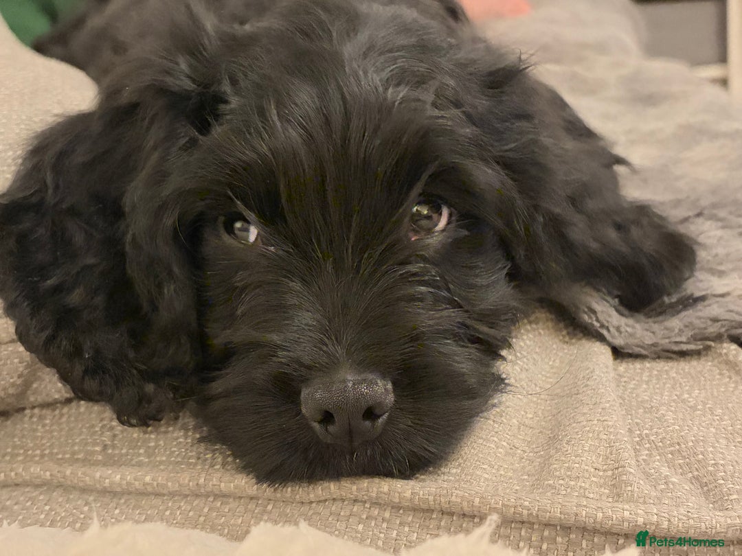 Cockapoo dogs for sale: Cockapoo X Coker spaniel  - Advert 3