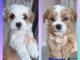 Maltipoo dogs - Advert 1