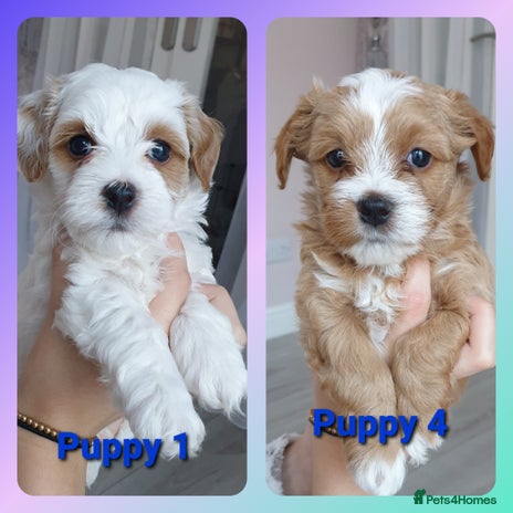 Maltipoo dogs - Advert 4