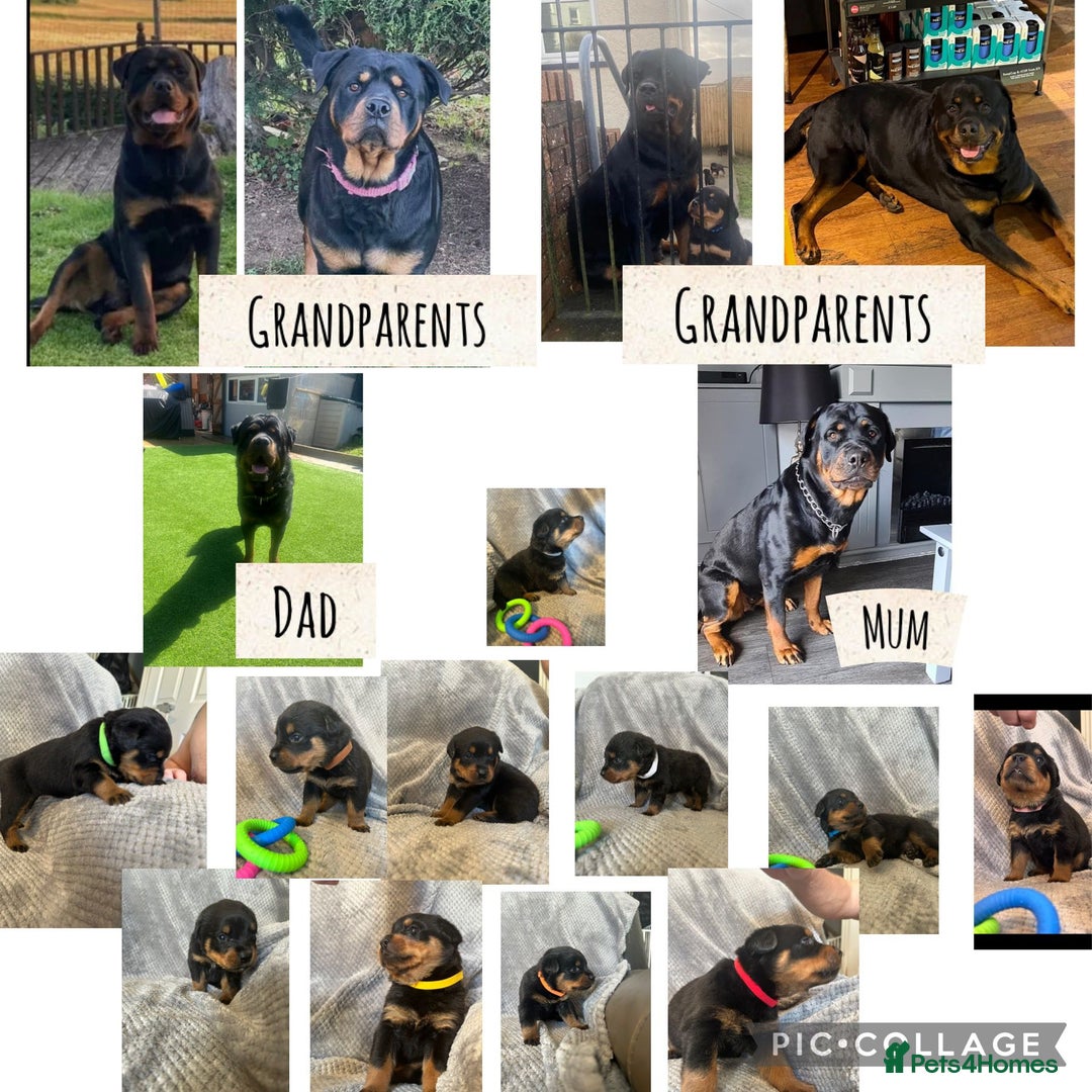 Rottweiler dogs for sale: Rottweiler puppies  - Advert 13
