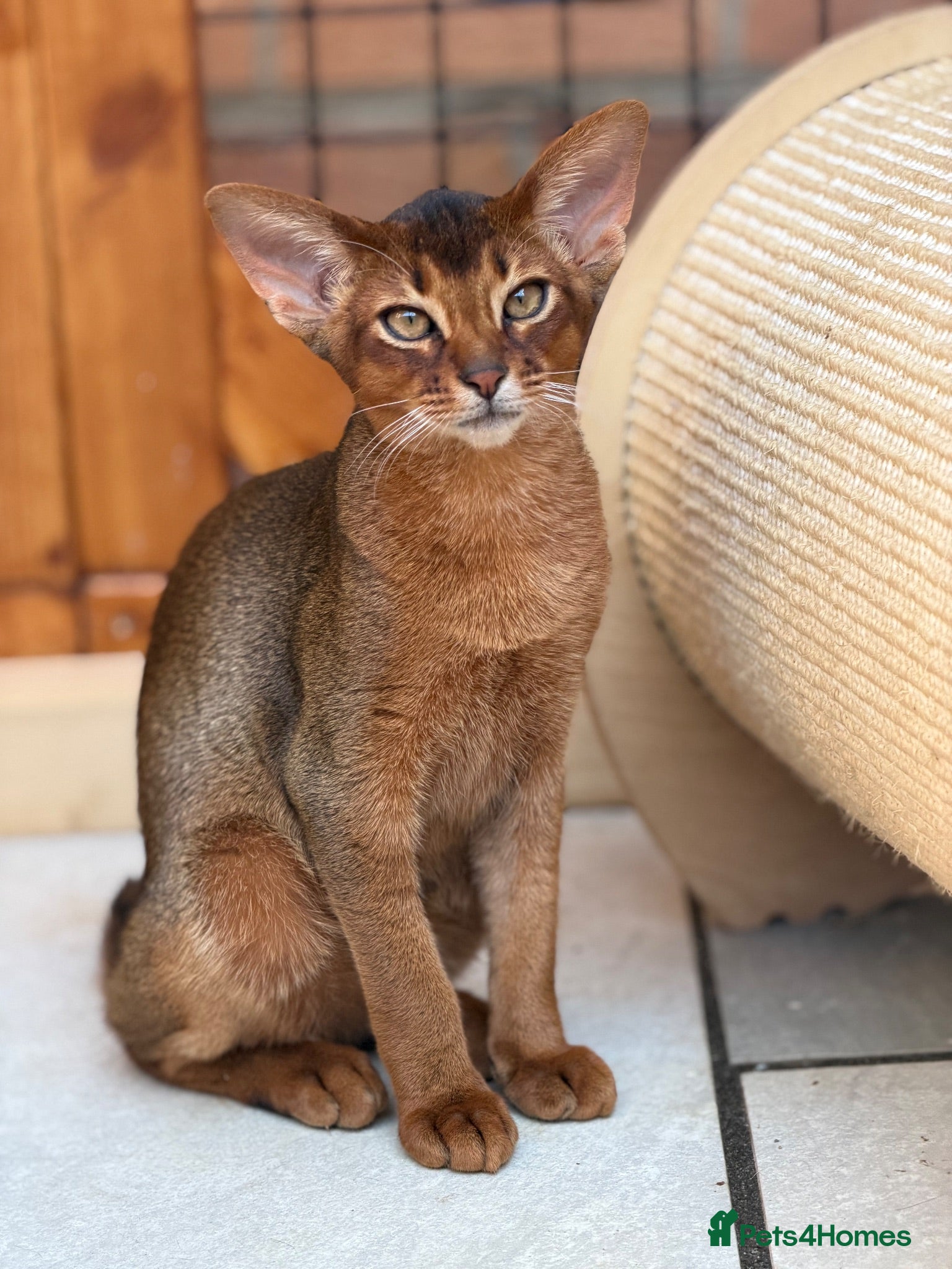 Abyssinian cats  Abyssinian kittens 🐈‍⬛  - Advert 1