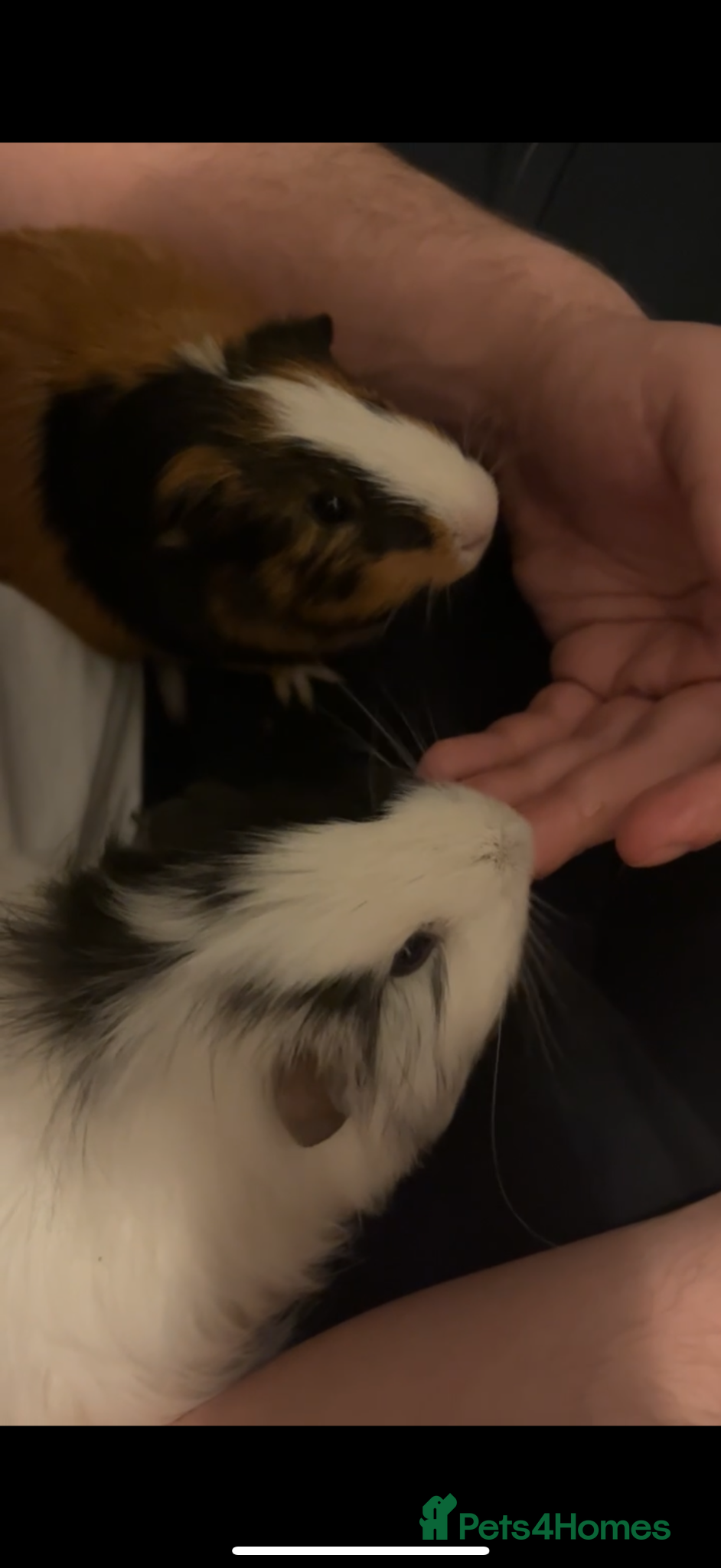 Guinea Pig rodents 2 Male Guinea Pigs - Advert 1