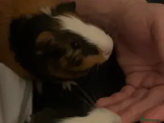 Guinea Pig rodents 2 Male Guinea Pigs - Advert 1