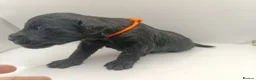 Schnoodle dogs for sale: Exceptional F1 Blue Schnoodle Puppies  - Advert 28