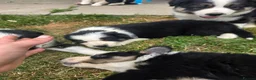 Border Collie dogs for sale: Two beautiful boys available boarder collie pups - Advert 2