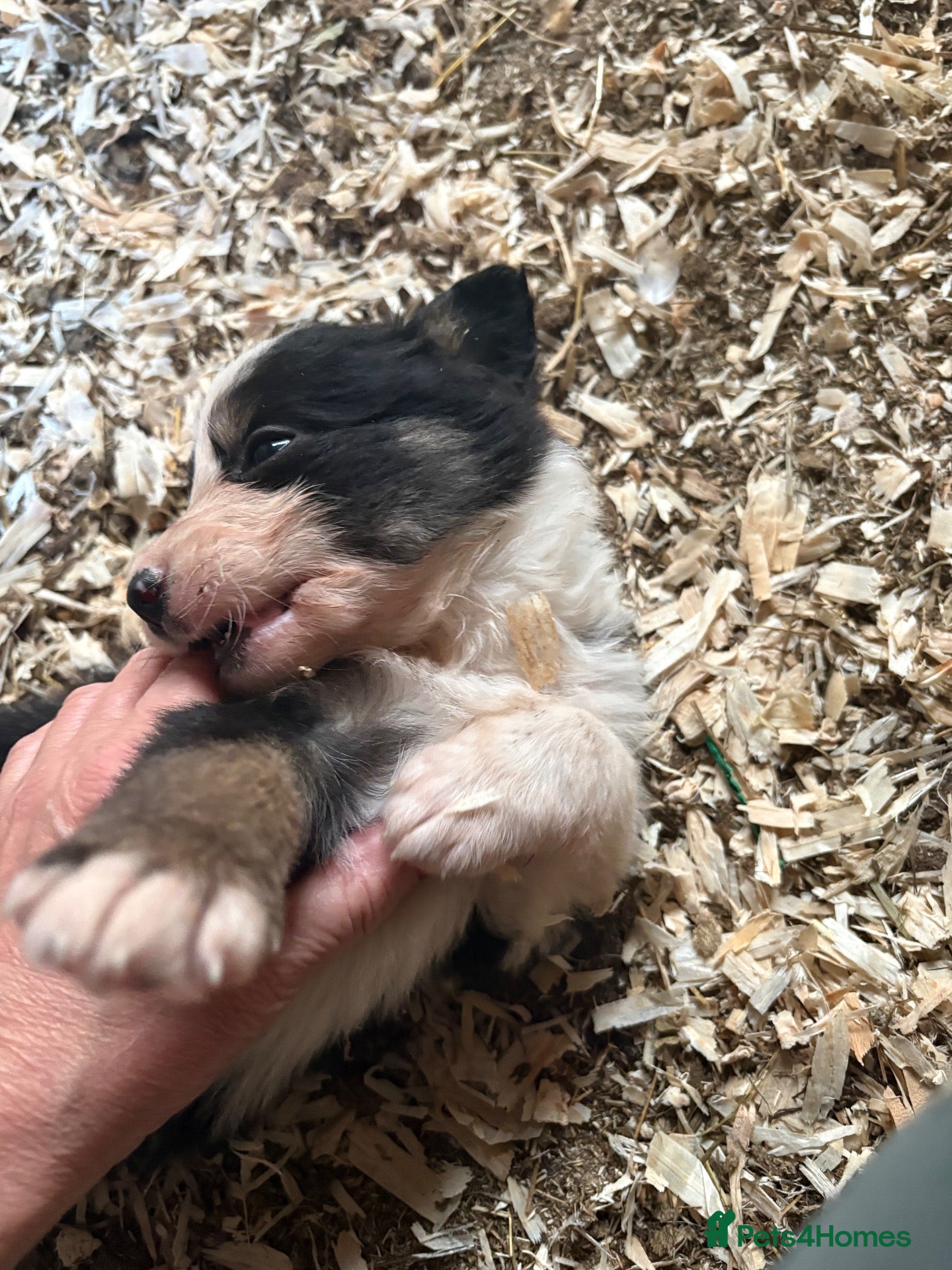 Border Collie dogs Farm Bred Border Collie puppies  - Advert 1