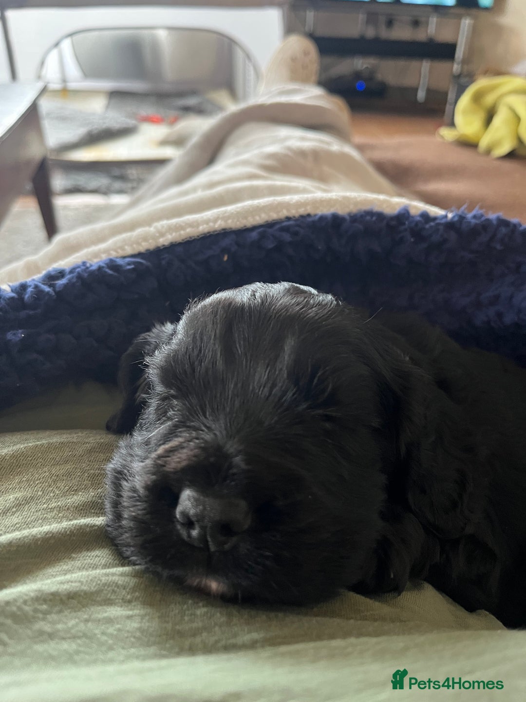 Cocker Spaniel dogs for sale: Gorgeous working cocker spaniel puppies for sale  - Advert 10