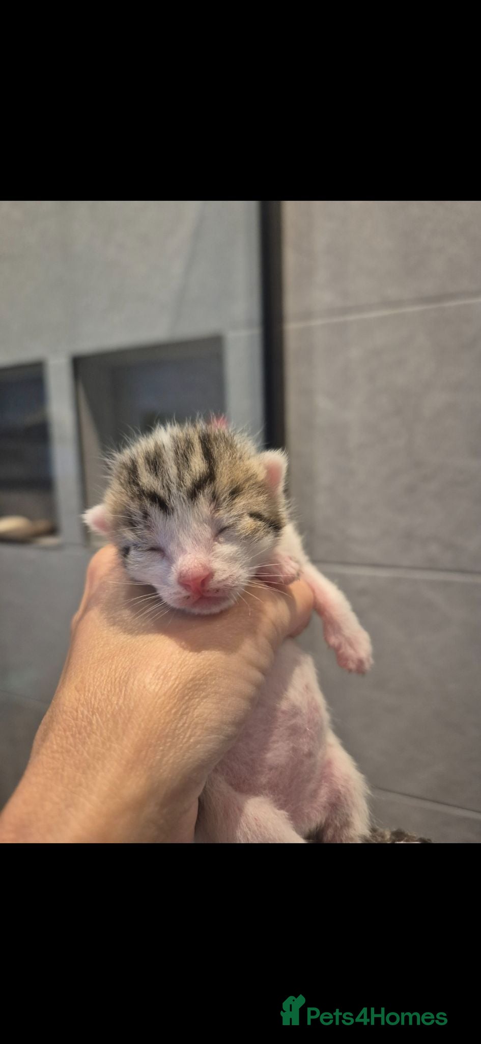 Mixed Breed cats Bengal Cross Kittens - Advert 13