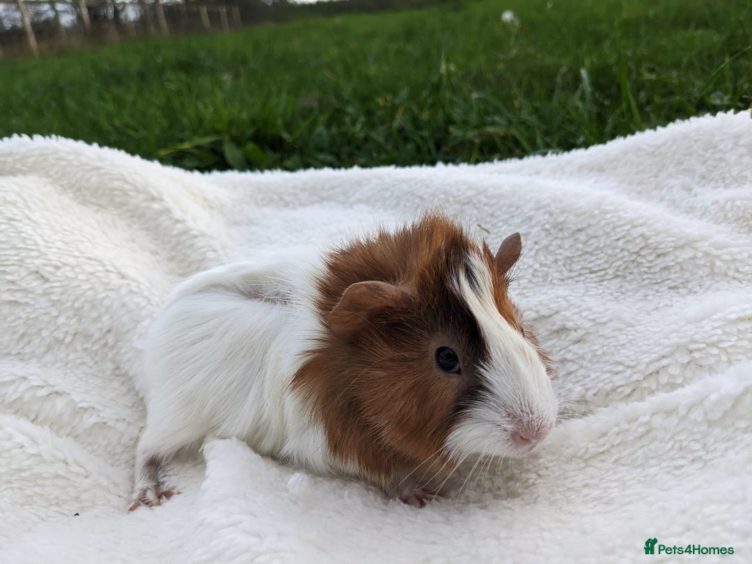Guinea Pig rodents for sale: Gorgeous guinea pigs - Advert 2