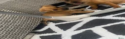 Mixed Breed dogs for sale: Jack Russell cross Yorkie cross Chihuahua  in Pontypool - Advert 3