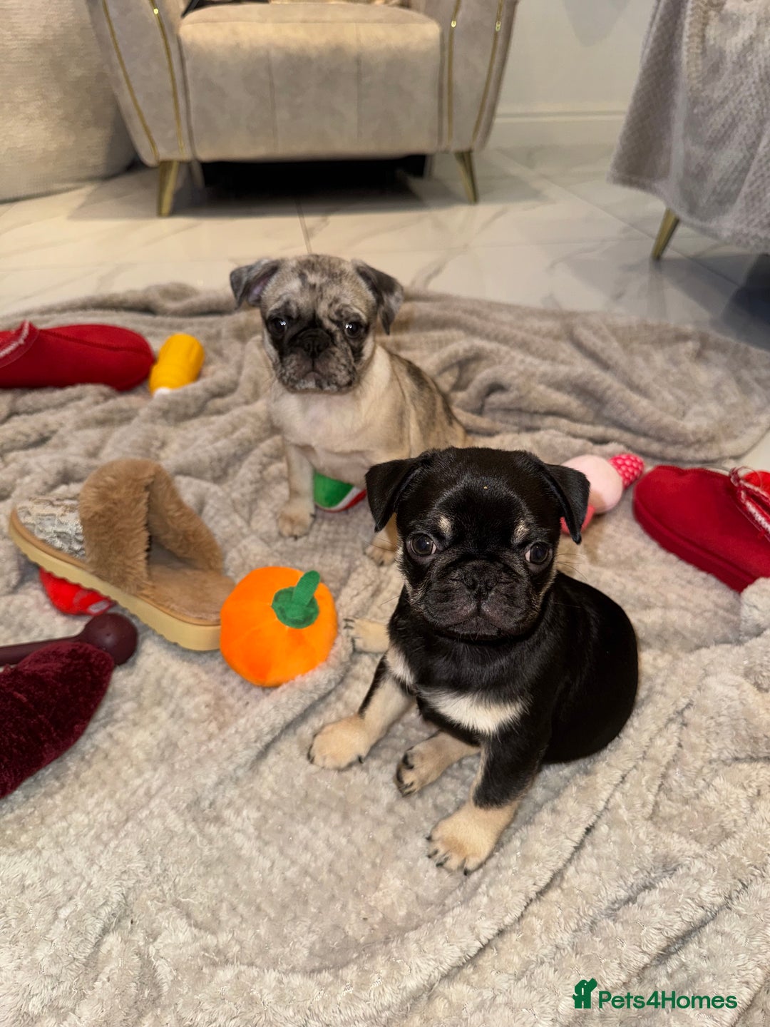 Frug dogs for sale: Pug/Frenchie - Advert 5