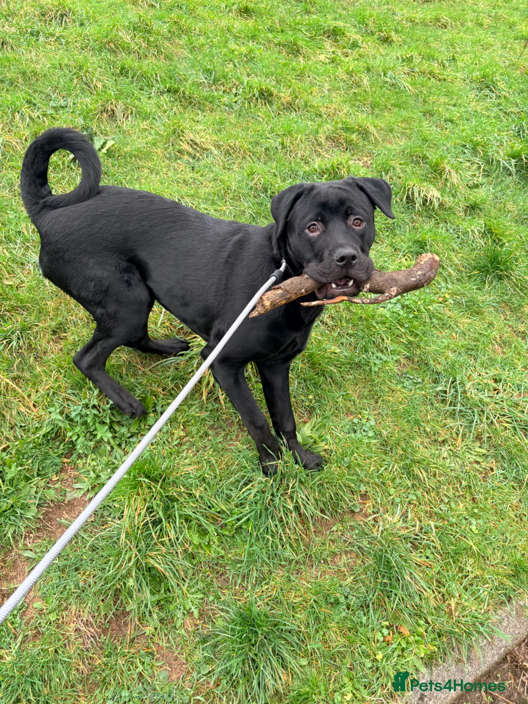 Mixed Breed dogs for sale: Rottie x corso - Advert 3