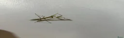 Stick Insects invertebrates for sale: Baby Stick Insects & Various Mantids Available! - Advert 13