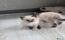 Ragdoll cats for sale: Mitted & Blue Point Kittens🦋 - Image 5