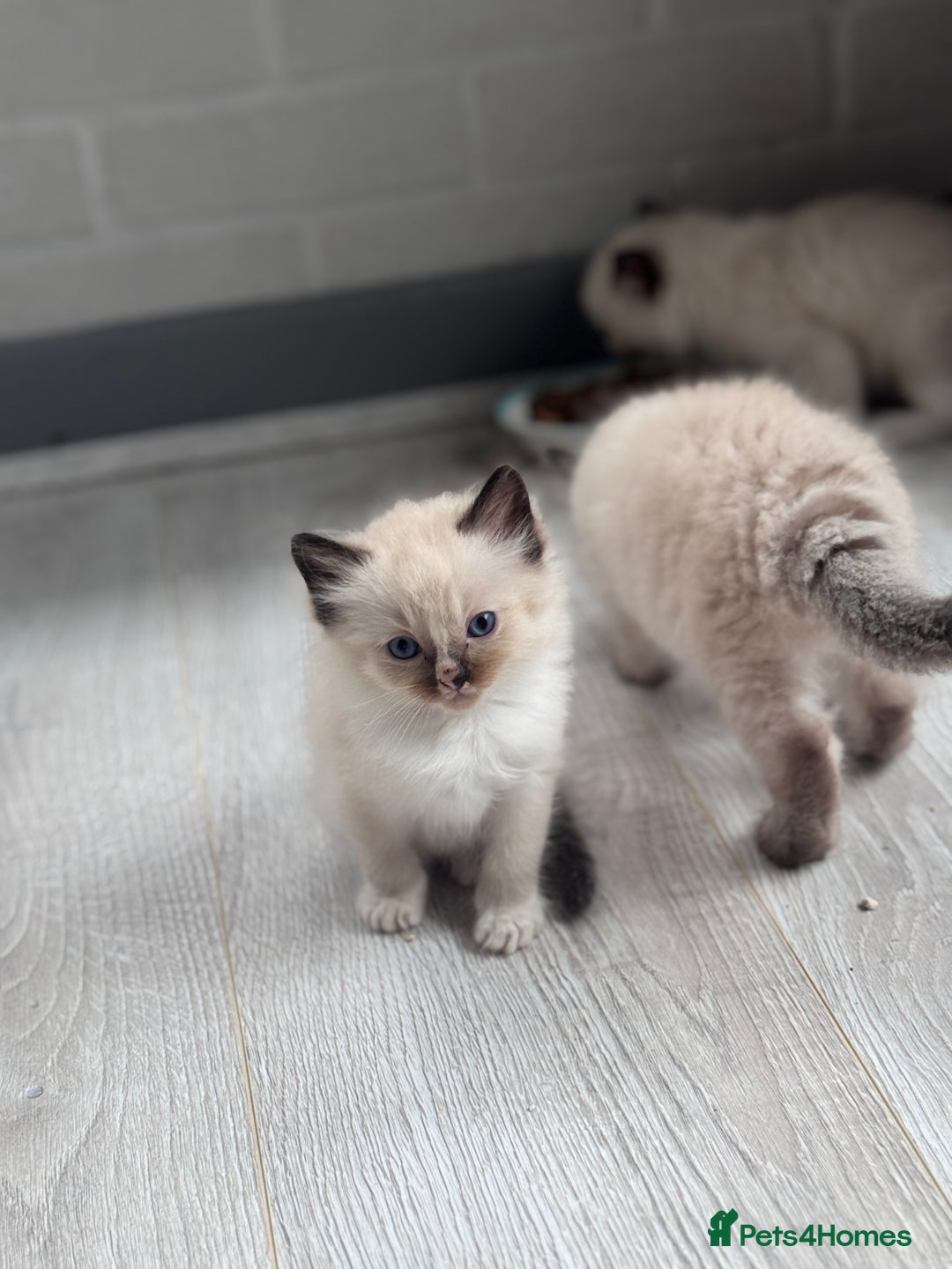 Ragdoll cats for sale: Mitted & Blue Point Kittens🦋 - Image 5