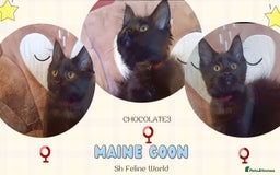 Maine Coon cats for sale: Adorable Maine Coon kittens in Manchester - Image 8