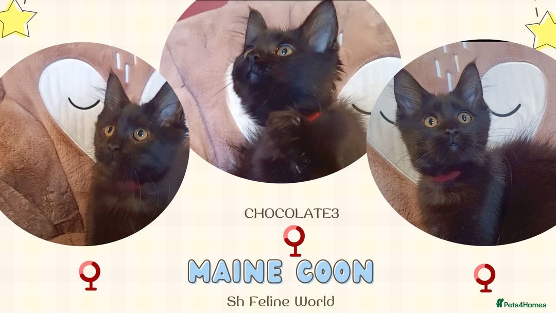 Maine Coon cats for sale: Adorable Maine Coon kittens in Manchester - Image 8