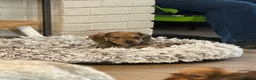 Dachshund dogs for sale: WIRE HAIRED STANDARD DACHSHUNDS  - Advert 3