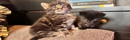 Mixed Breed cats for sale: Stunning kittens 🐈‍⬛ - Advert 22