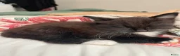 Domestic Shorthair cats for sale: Two gorgeous kittens  in Leighton Buzzard - Advert 9