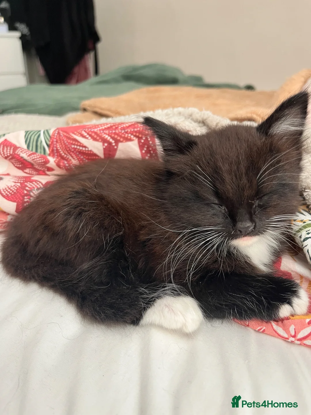 Domestic Shorthair cats for sale: Two gorgeous kittens  in Leighton Buzzard - Advert 9
