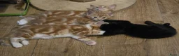 Mixed Breed cats for sale: Cute kittens looking for a new home  - Advert 18