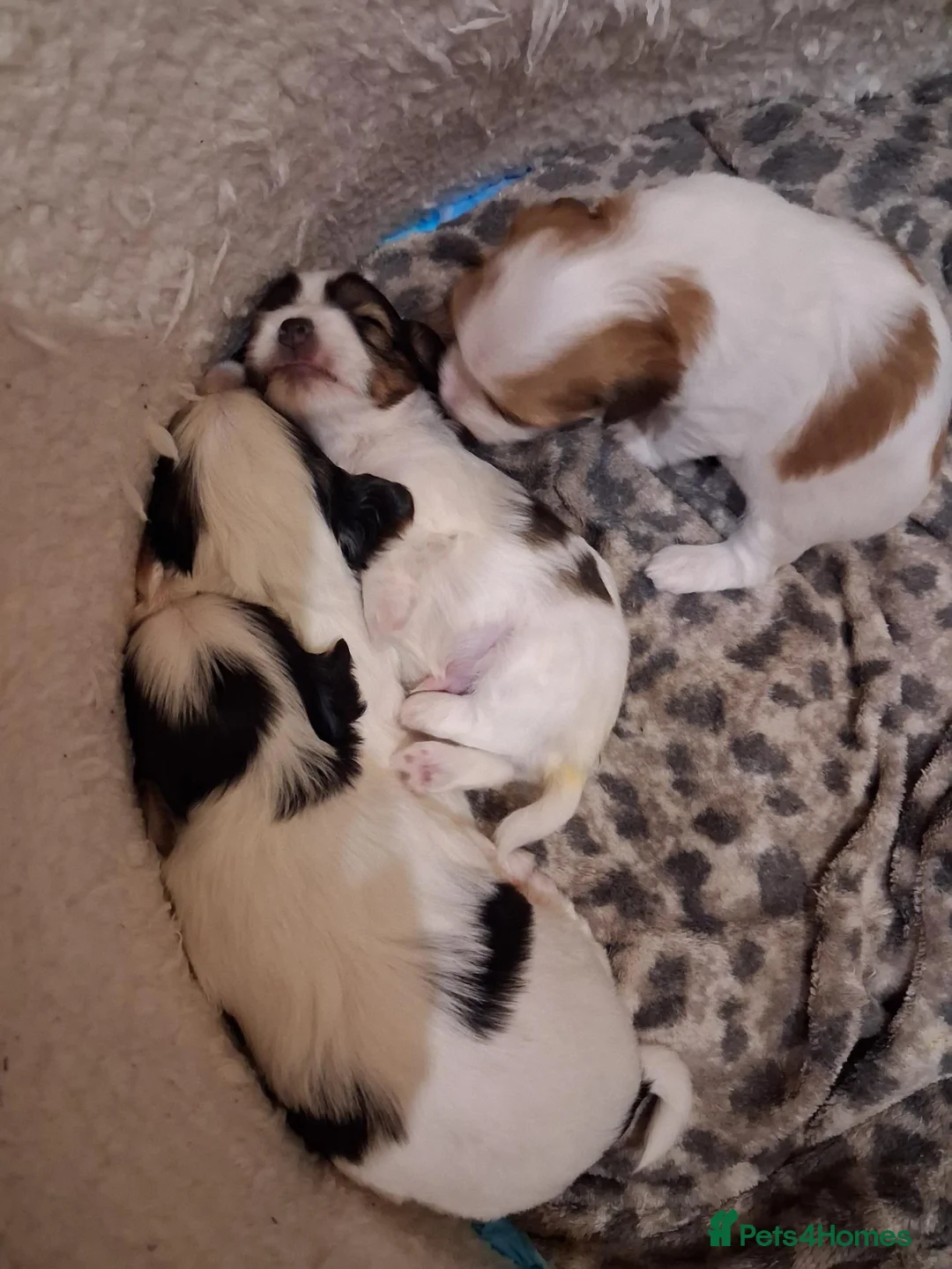 Mixed Breed dogs for sale: YORKIES in Harrogate - Advert 2