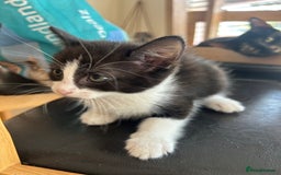 Mixed Breed cats for sale: 3 kittens for sale 1 boy 2 girls - Image 3