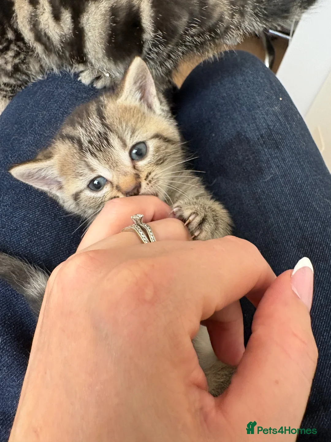 Mixed Breed cats for sale: Kittens in Leeds - Advert 12
