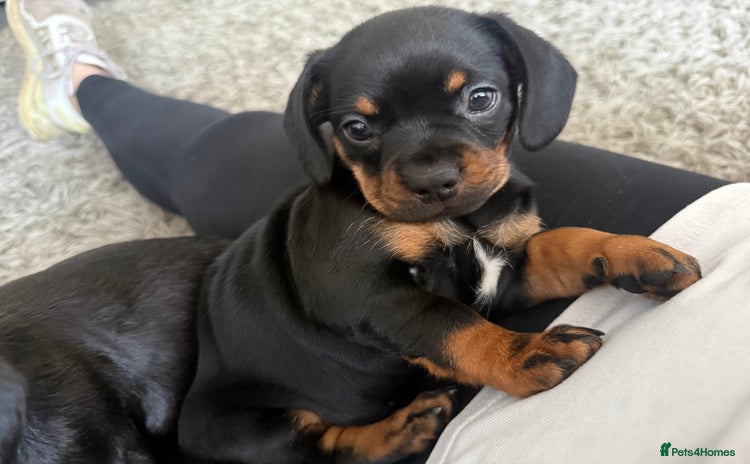 Mixed Breed dogs - Advert 4