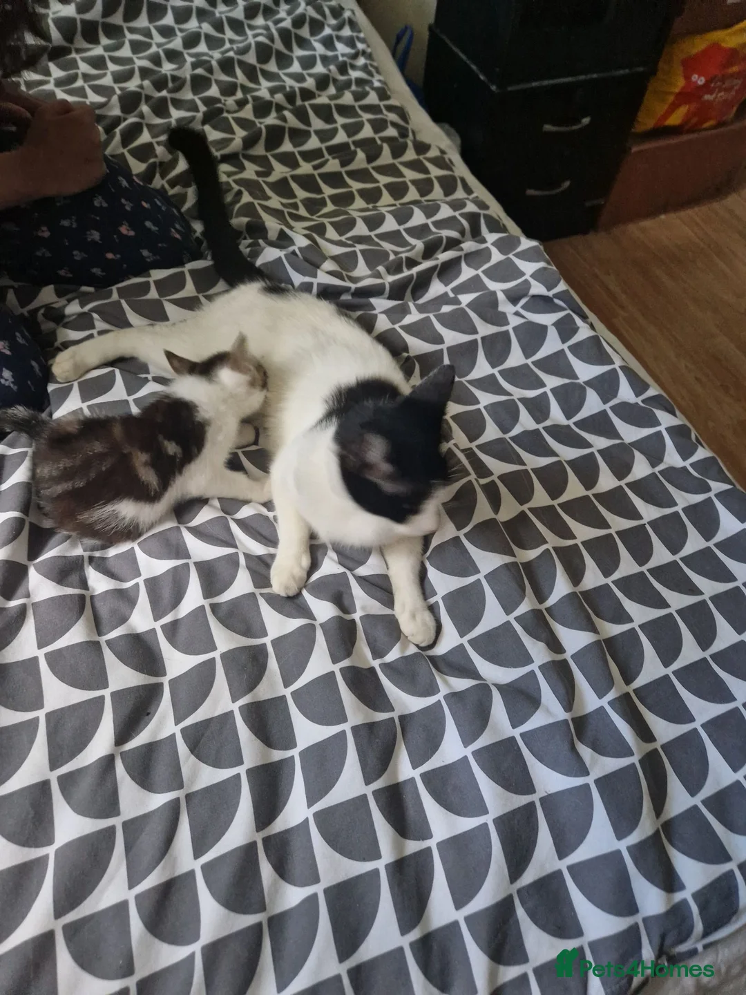 Mixed Breed cats for sale: Male kitten for sale  in South Croydon - Advert 35