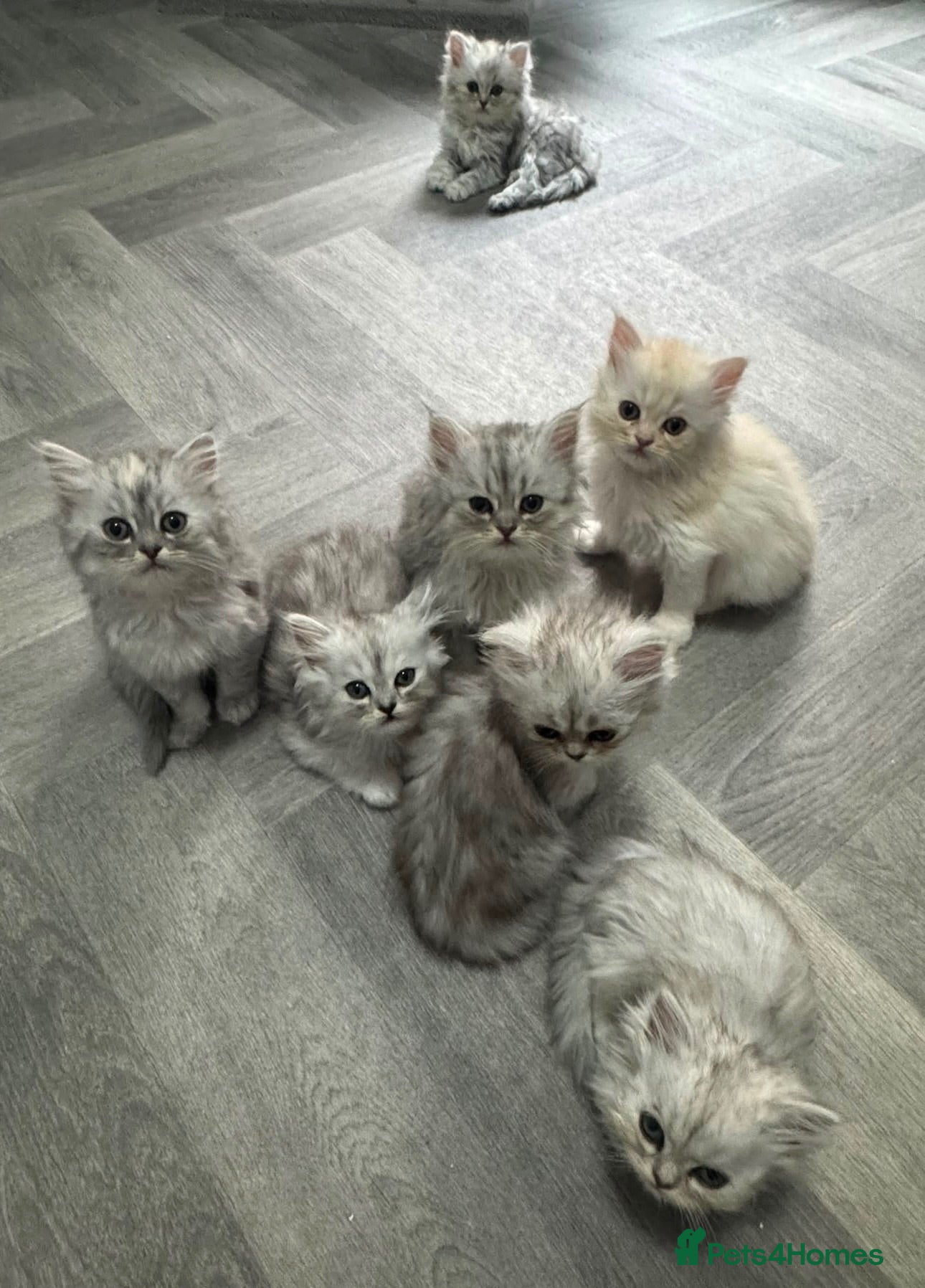 Persian cats Beautiful long haired Persian Kittens - Advert 1
