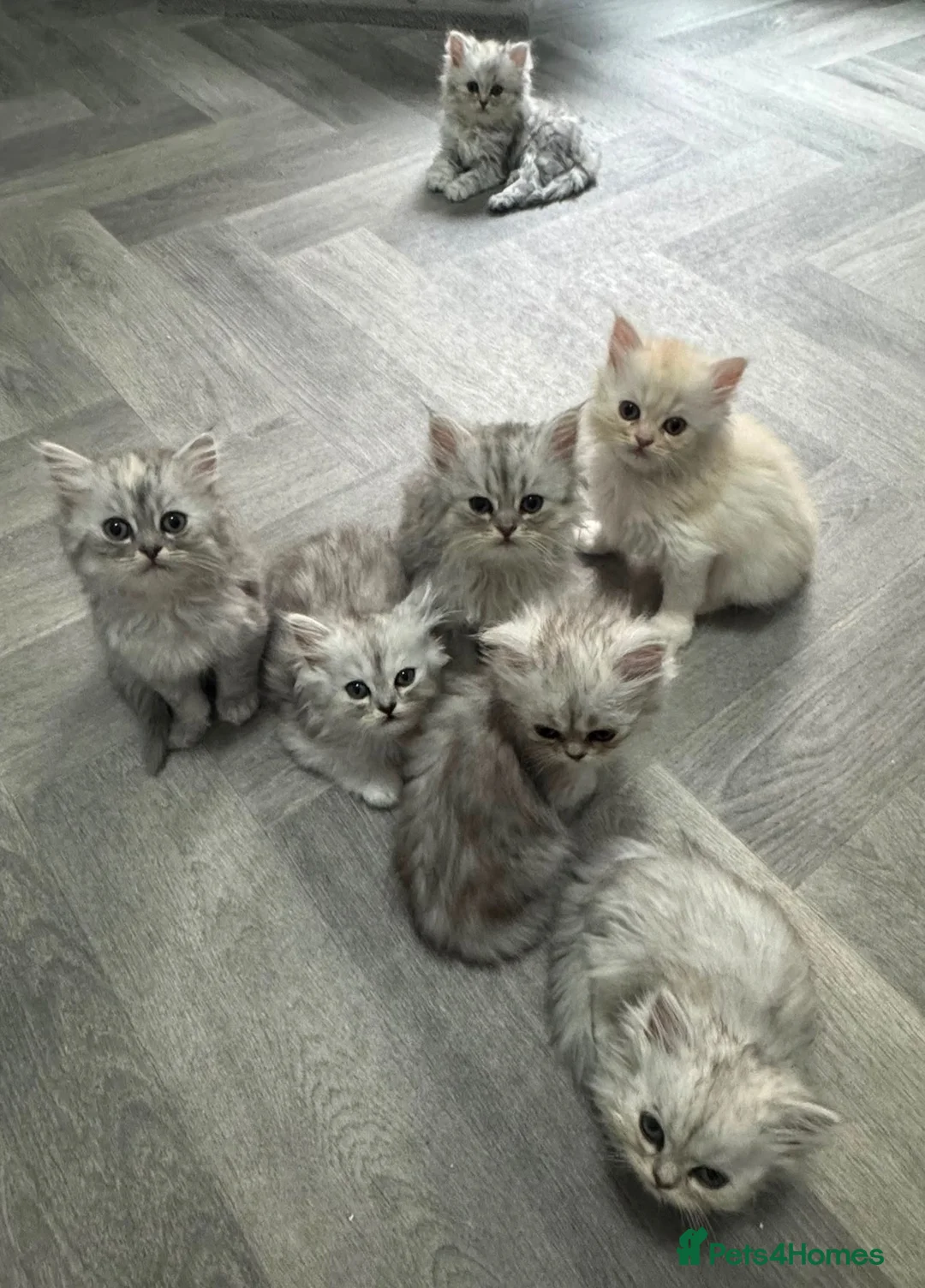 Persian cats for sale: Beautiful long haired Persian Kittens - Advert 1