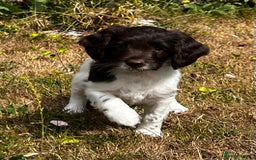 Sproodle dogs for sale: F1 Sproodle 🩷Pippa🩷 5⭐️Licensed Breeder full DNA - Image 5