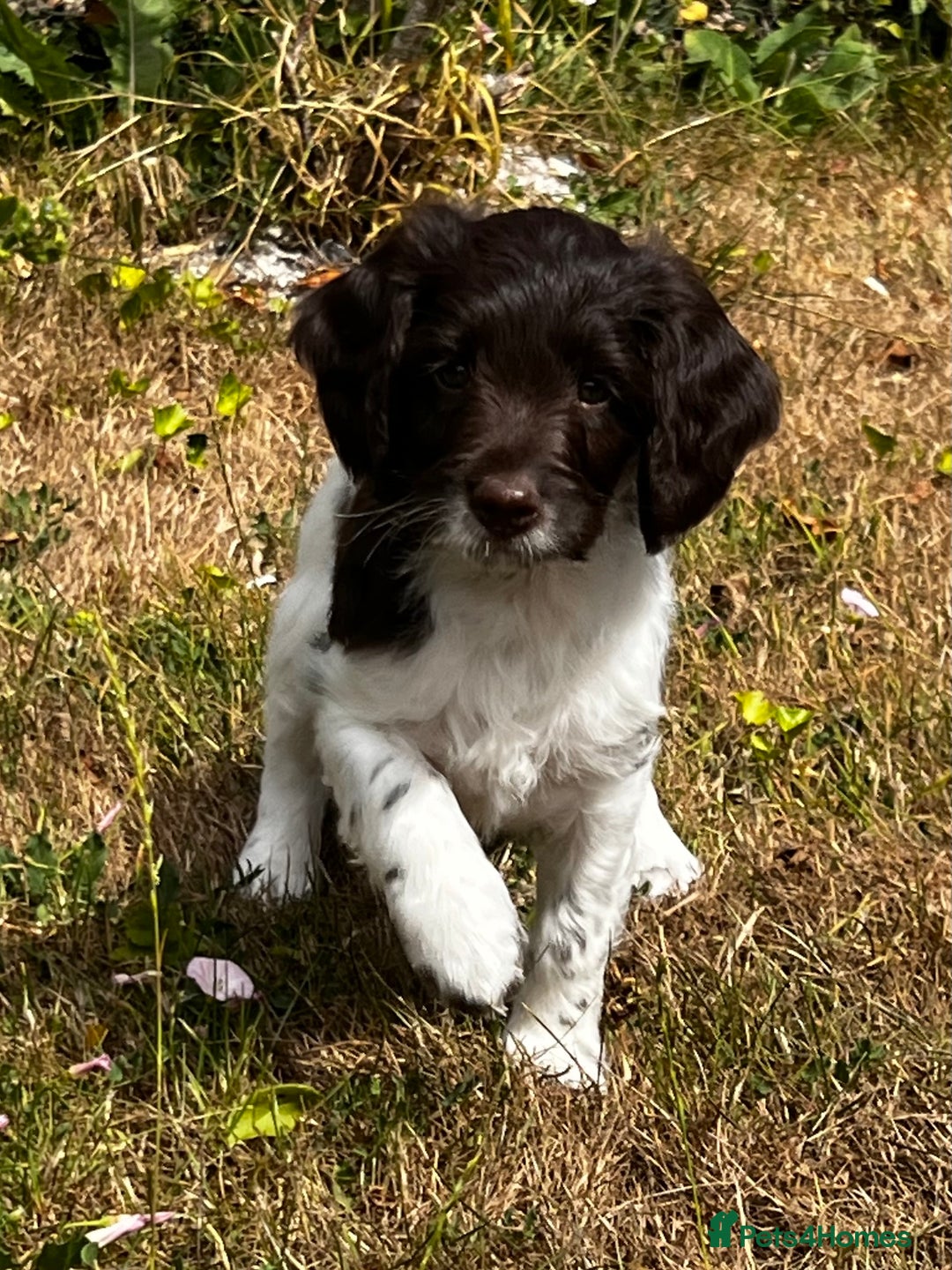 Sproodle dogs for sale: F1 Sproodle 🩷Pippa🩷 5⭐️Licensed Breeder full DNA - Image 5