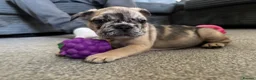 French Bulldog dogs for sale: REDUCED! READY NOW❤️french bulldog pups - Advert 13