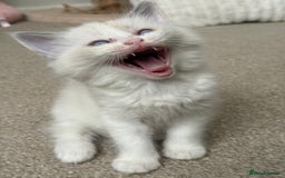 Ragdoll cats for sale: Blue bicolour babies 🐾 - Image 4