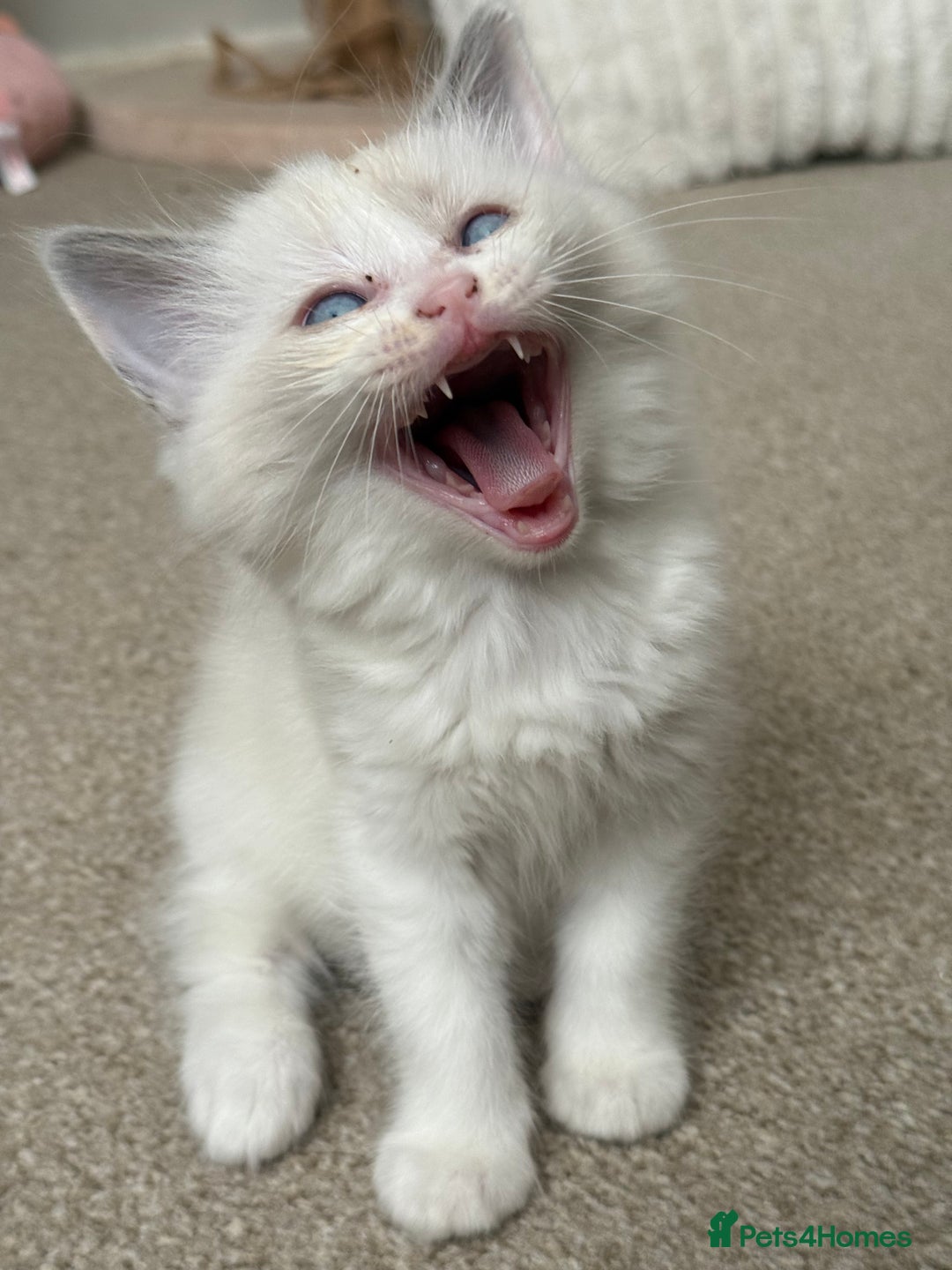 Ragdoll cats for sale: Blue bicolour babies 🐾 - Image 4