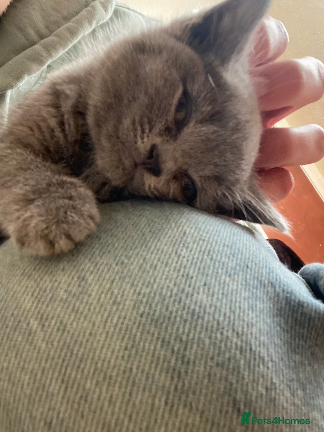 British Shorthair cats for sale: 6 British Shorthair Kittens - Perfect  **  4  ** ! - Advert 3