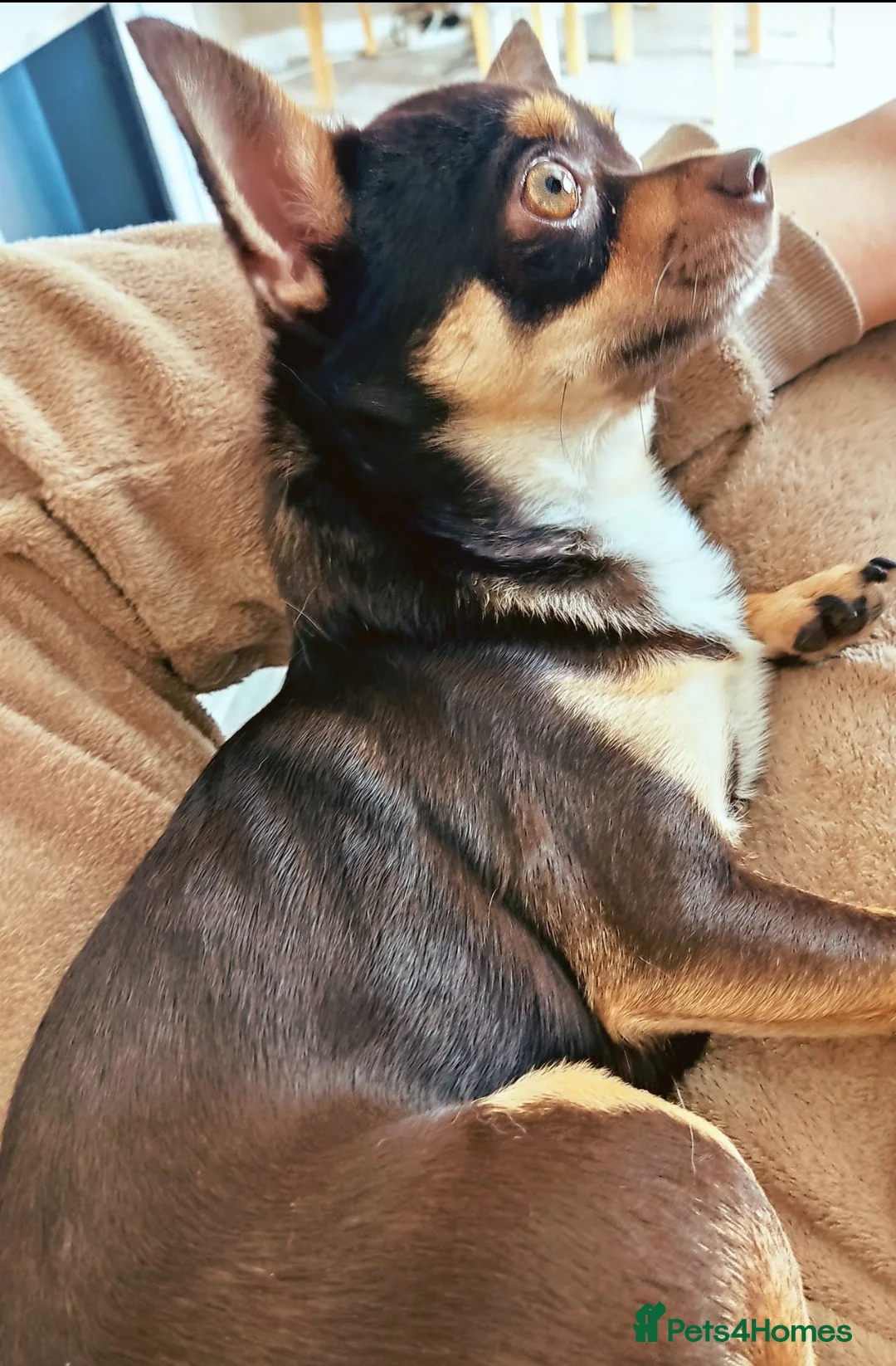 Chihuahua dogs for stud: Chocolate Tri  for stud in Ipswich - Advert 2