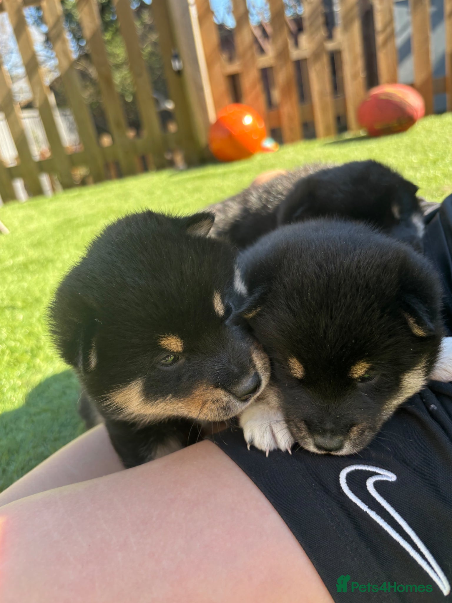 Japanese Shiba Inu dogs KC registered champion line Shiba Inu puppies  - Advert 2