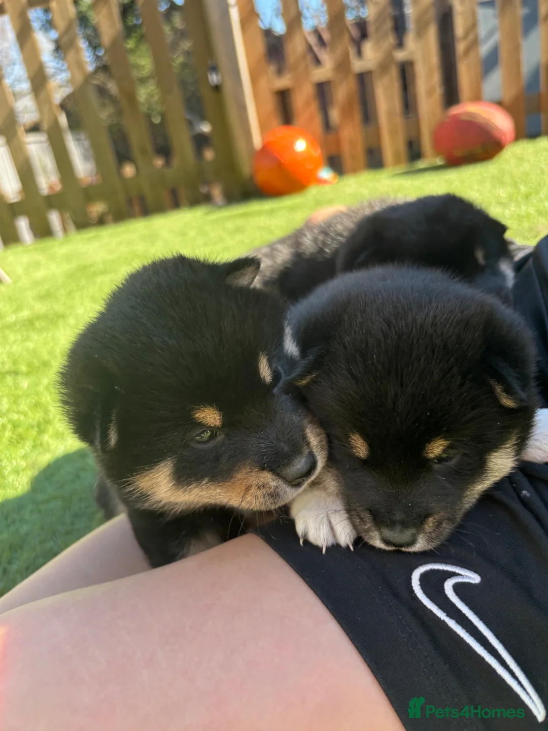 Japanese Shiba Inu dogs for sale: KC registered champion line Shiba Inu puppies  - Advert 1